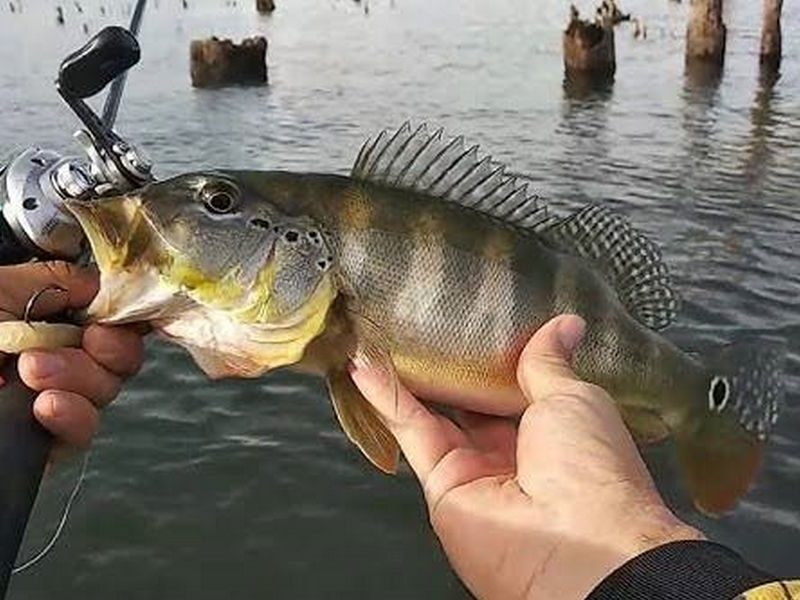 Passeios Turísticos em Novo Airão